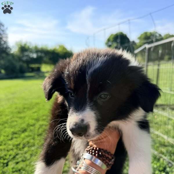 Lupin, Border Collie Puppy