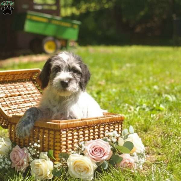 Molly, Bernedoodle Puppy