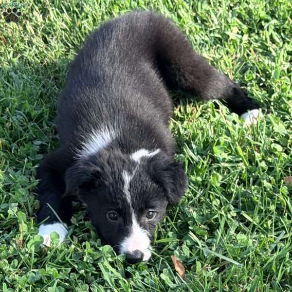 Liliac, Border Collie Puppy