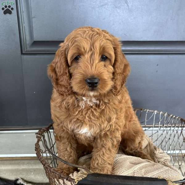Timber, Cockapoo Puppy