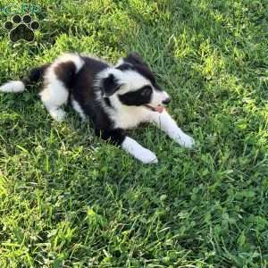 Calla Lily, Border Collie Puppy