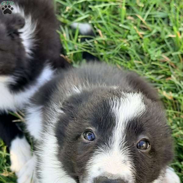 Ebony, Border Collie Puppy
