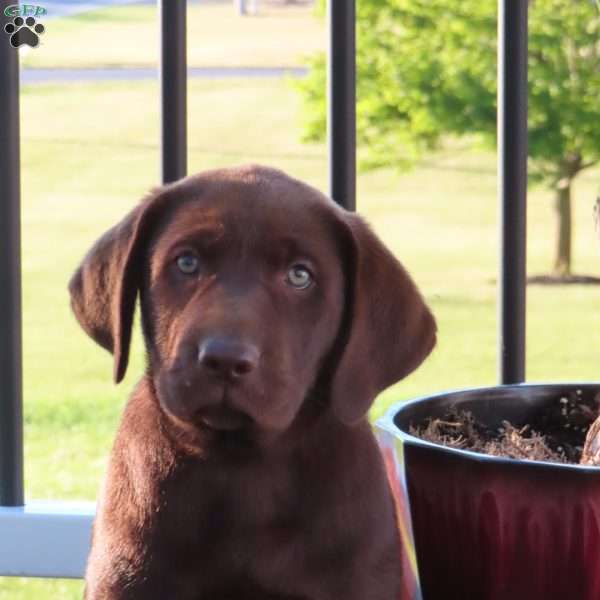 Rindy, Chocolate Labrador Retriever Puppy