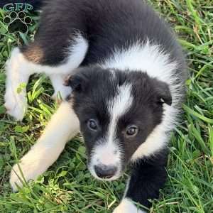 Ebony, Border Collie Puppy