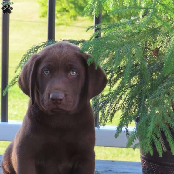 Ricky, Chocolate Labrador Retriever Puppy