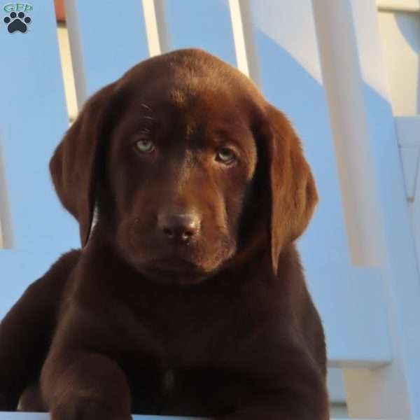 Reagan, Chocolate Labrador Retriever Puppy