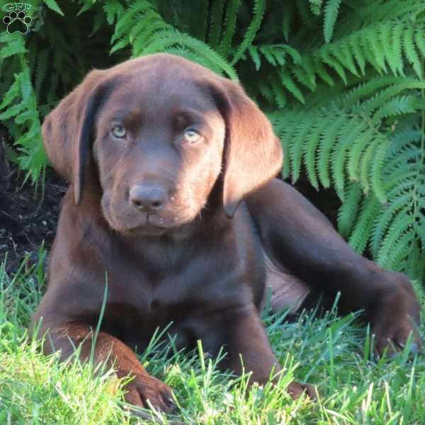 Ranger, Chocolate Labrador Retriever Puppy