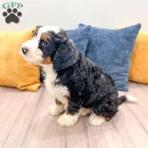Bruno, Mini Bernedoodle Puppy