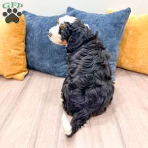Bruno, Mini Bernedoodle Puppy