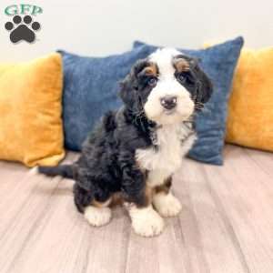 Bruno, Mini Bernedoodle Puppy