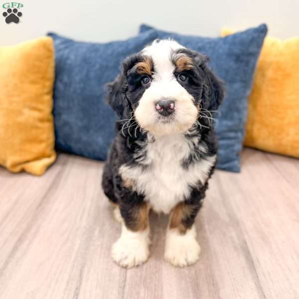 Bruno, Mini Bernedoodle Puppy