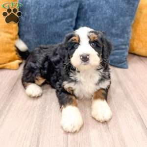 Bruno, Mini Bernedoodle Puppy