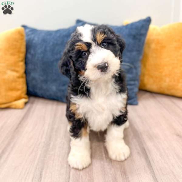Cody, Mini Bernedoodle Puppy