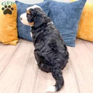 Cody, Mini Bernedoodle Puppy