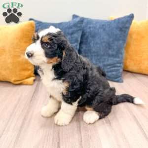 Cody, Mini Bernedoodle Puppy