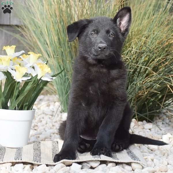 Caleb, German Shepherd Puppy