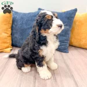 Cody, Mini Bernedoodle Puppy
