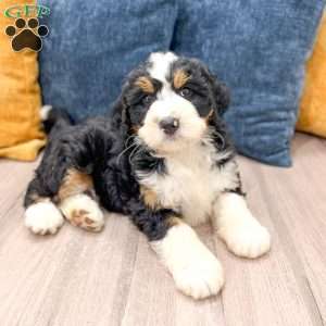 Cody, Mini Bernedoodle Puppy