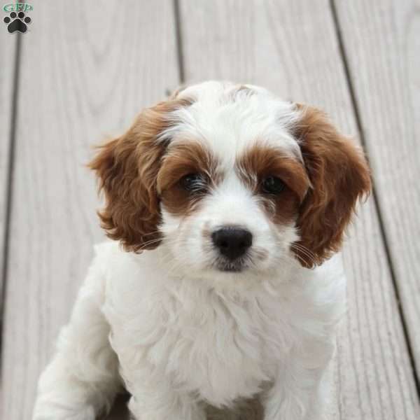 Heidi, Cavapoo Puppy