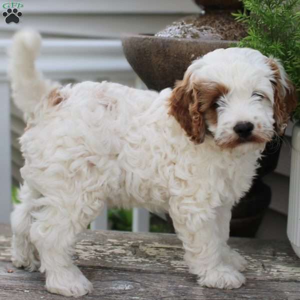 Hunter, Cavapoo Puppy
