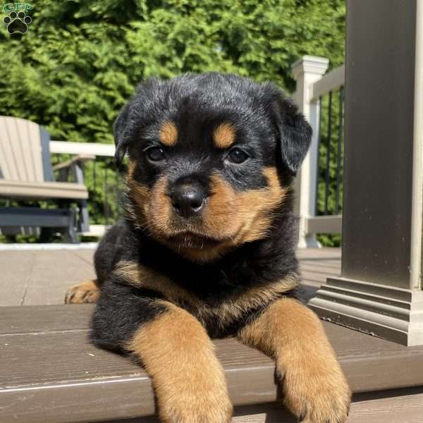 Hazel, Rottweiler Puppy
