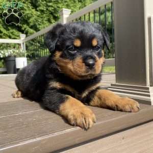 Hazel, Rottweiler Puppy