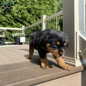 Hazel, Rottweiler Puppy