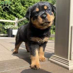 Hazel, Rottweiler Puppy