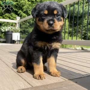 Hazel, Rottweiler Puppy