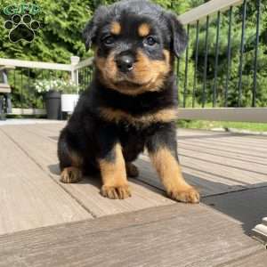 Hazel, Rottweiler Puppy
