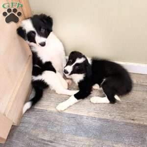 Calla Lily, Border Collie Puppy