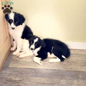 Lupin, Border Collie Puppy