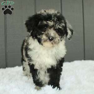 Luna, Toy Poodle Puppy