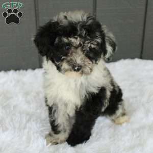Luna, Toy Poodle Puppy