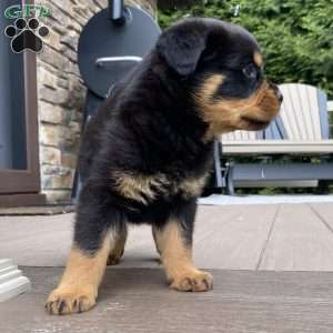 Atlas, Rottweiler Puppy