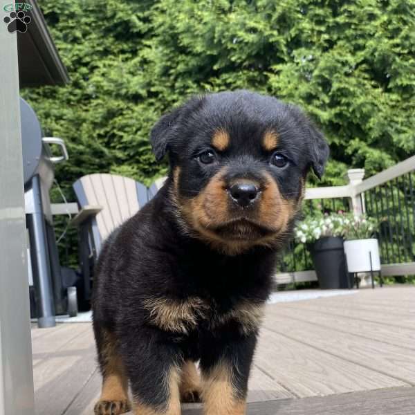 Atlas, Rottweiler Puppy