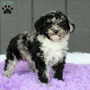 Luna, Toy Poodle Puppy