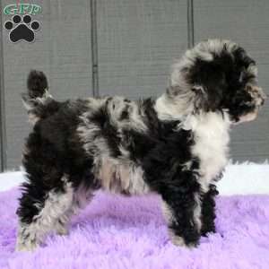 Luna, Toy Poodle Puppy
