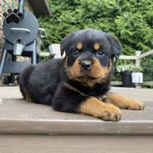 Atlas, Rottweiler Puppy