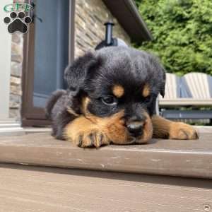 Atlas, Rottweiler Puppy