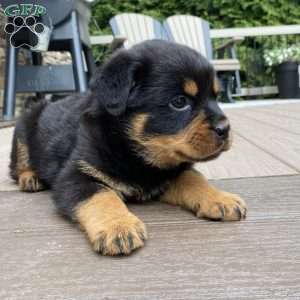 Atlas, Rottweiler Puppy