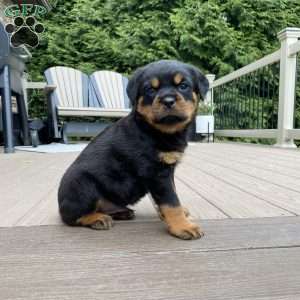 Zeus, Rottweiler Puppy