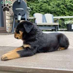 Zeus, Rottweiler Puppy