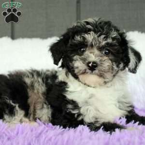 Luna, Toy Poodle Puppy