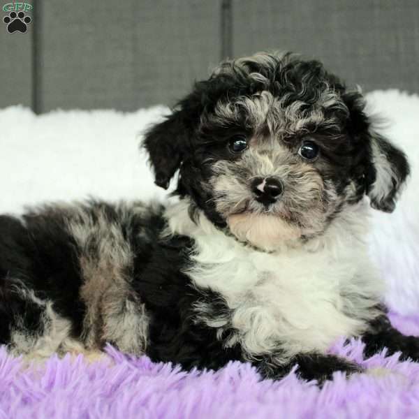 Luna, Toy Poodle Puppy
