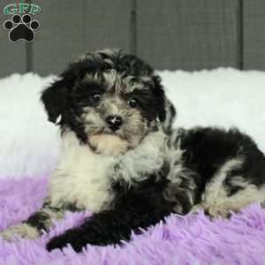 Luna, Toy Poodle Puppy