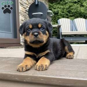 Zeus, Rottweiler Puppy