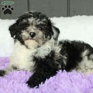 Luna, Toy Poodle Puppy