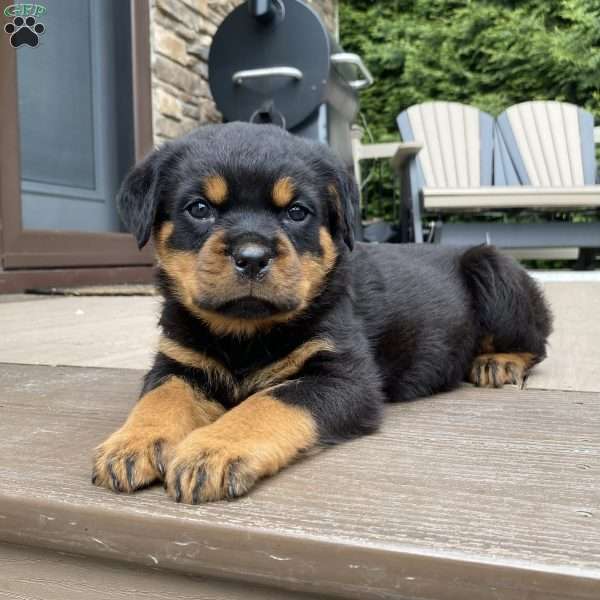 Zeus, Rottweiler Puppy