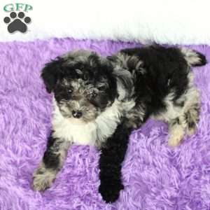 Luna, Toy Poodle Puppy